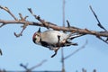 Lesser Spotted Woodpecker Dendrocopos minor Royalty Free Stock Photo